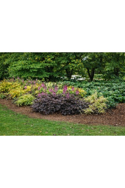 Astilbe Дарк Сайд оф зе Мун в саду